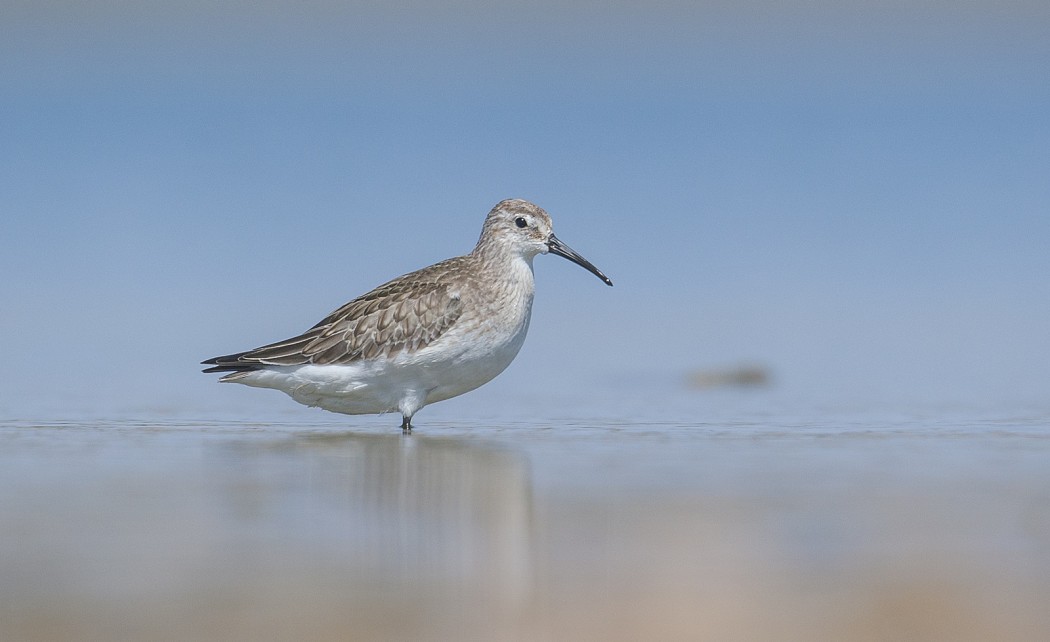 Curlew Sandpiper