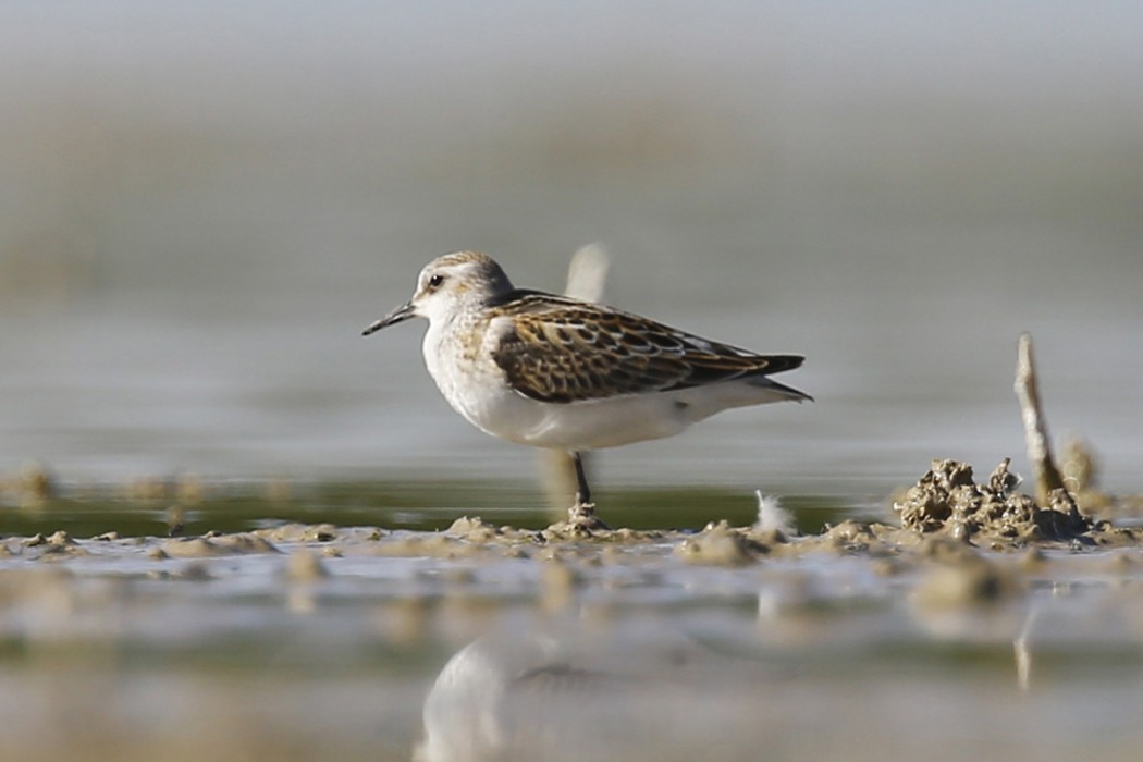 Little Stint