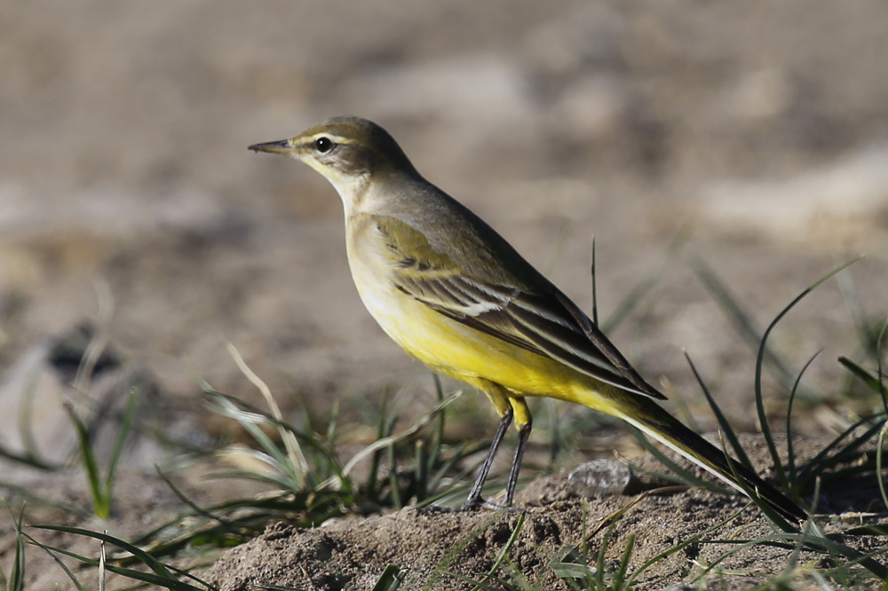 Western Yellow Wagtail