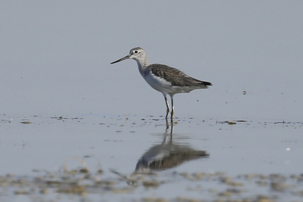 Common Greenshank