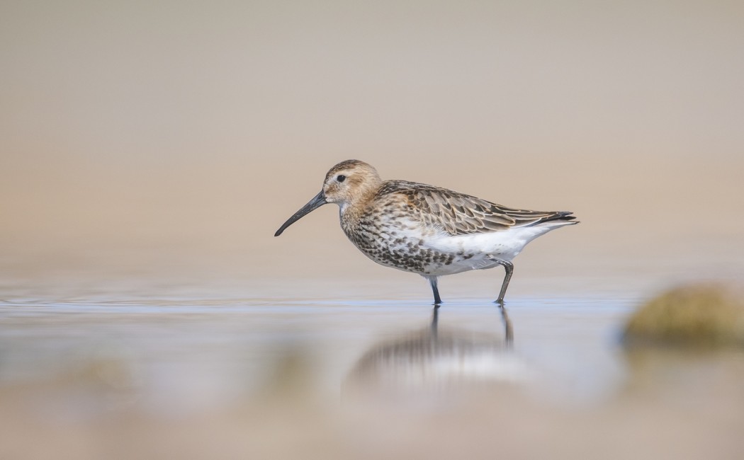 Dunlin