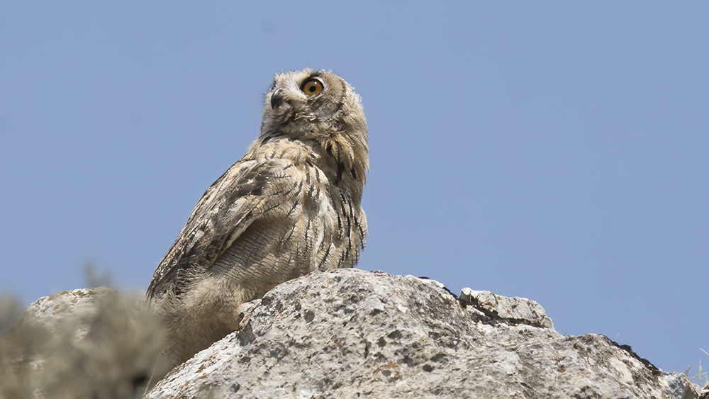 Eurasian Eagle-Owl
