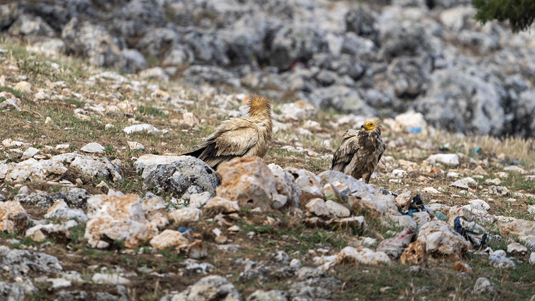 Egyptian Vulture