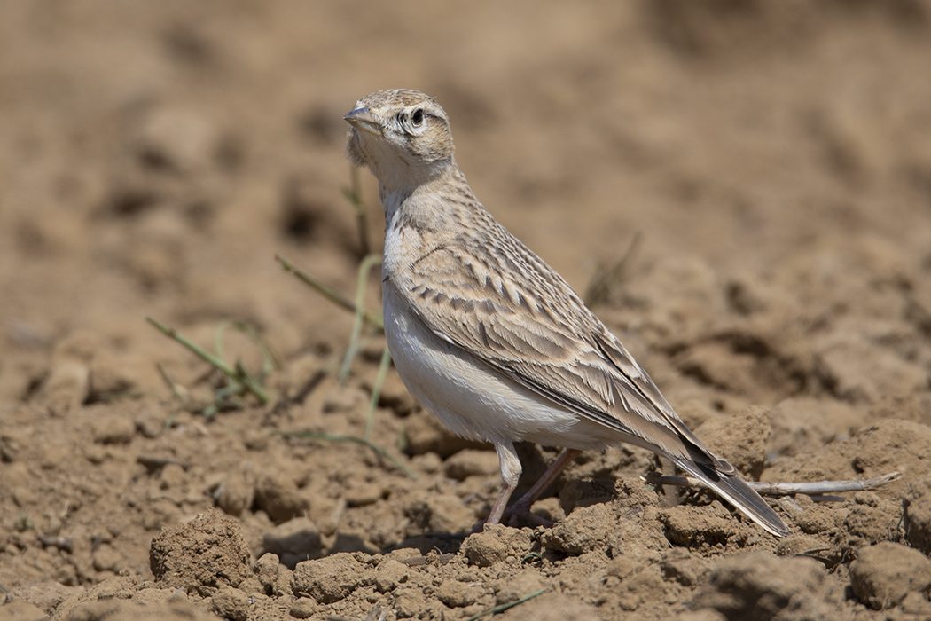 Greater Short-toed Lark