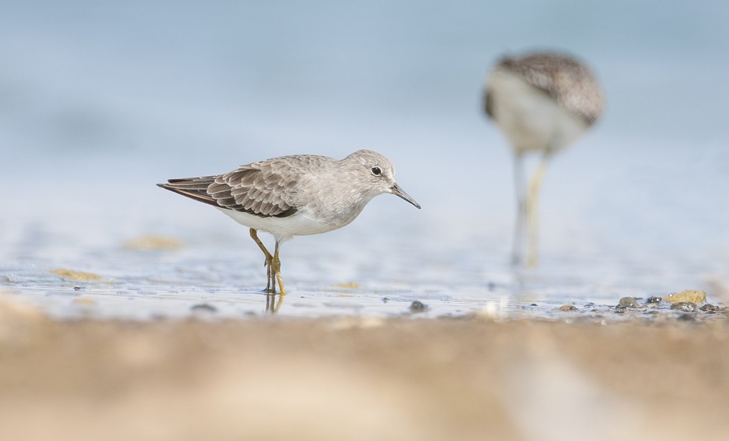 Temminck`s Stint