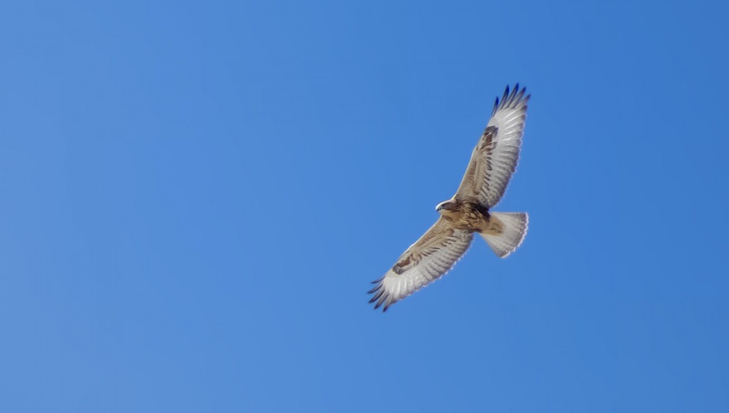 Long-legged Buzzard
