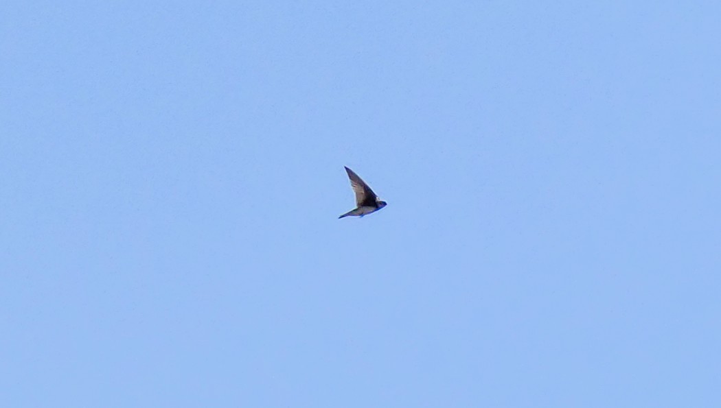Sand Martin