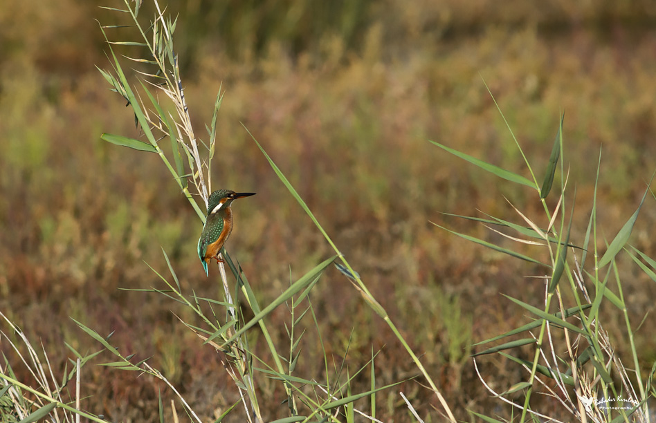 Common Kingfisher