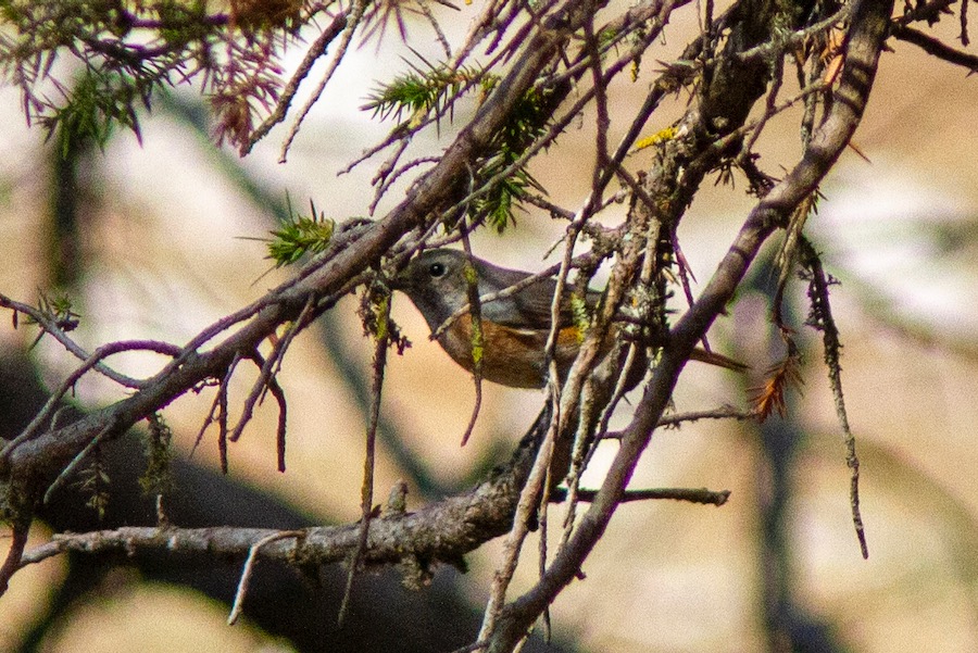 Common Redstart