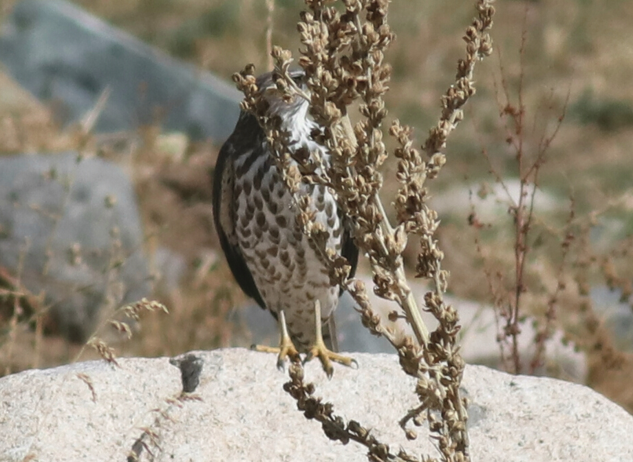 Levant Sparrowhawk