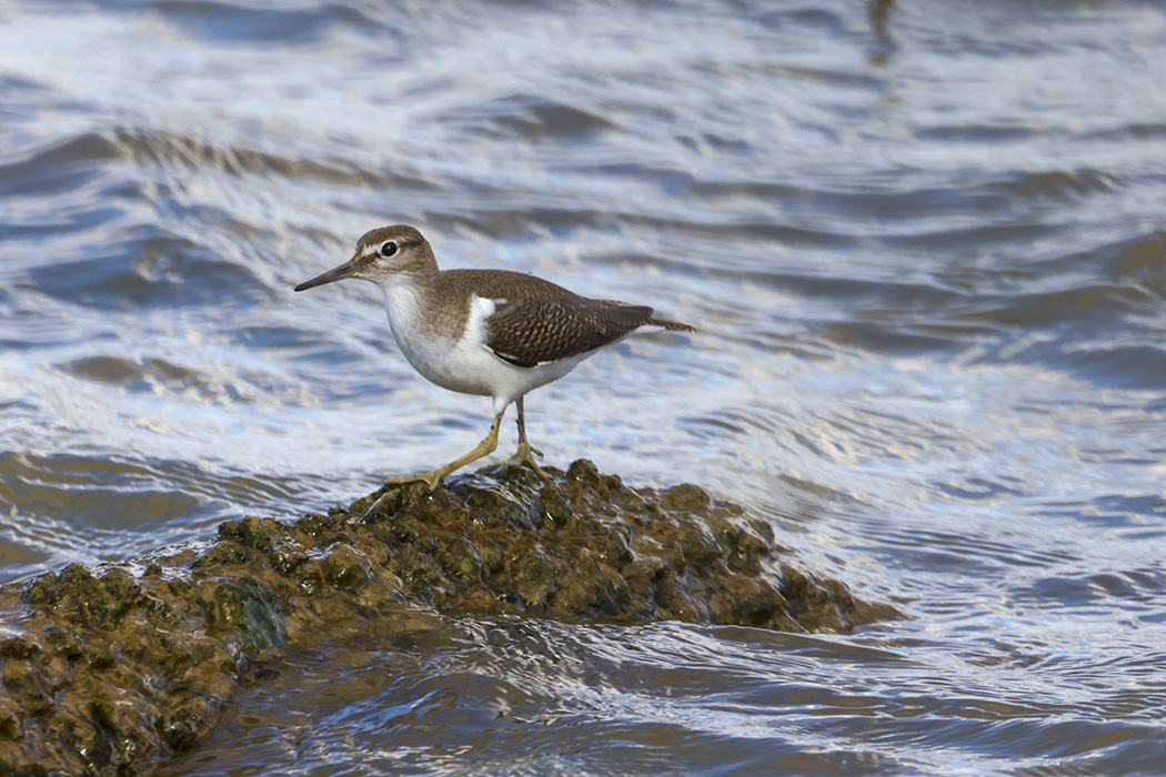 Common Sandpiper