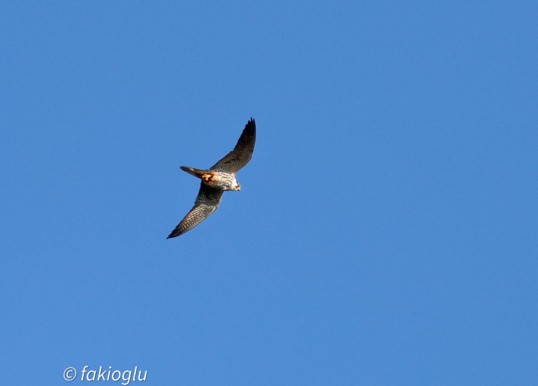 Eurasian Hobby