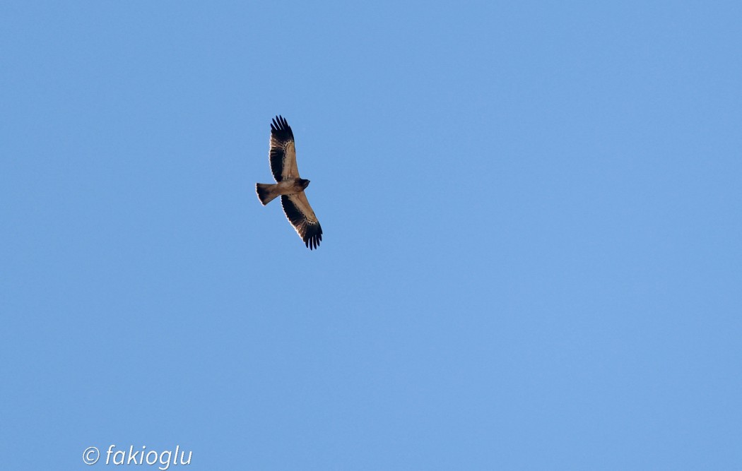 Booted Eagle