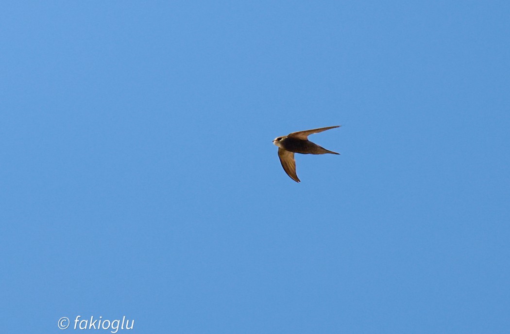 Common Swift