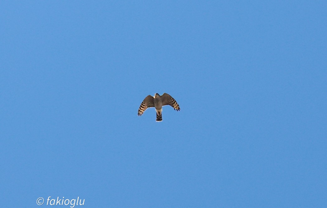 Eurasian Sparrowhawk
