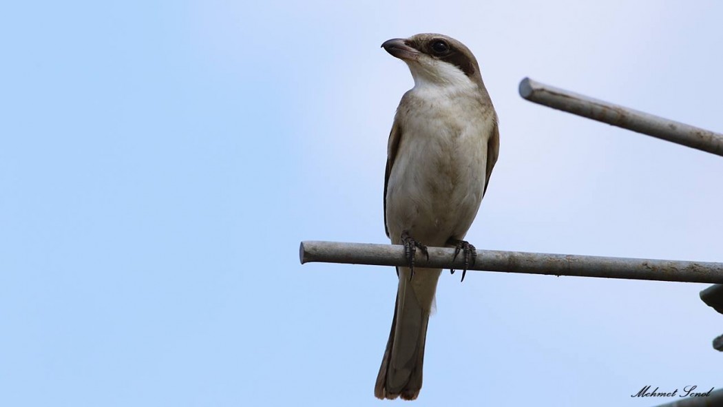 Lesser Grey Shrike