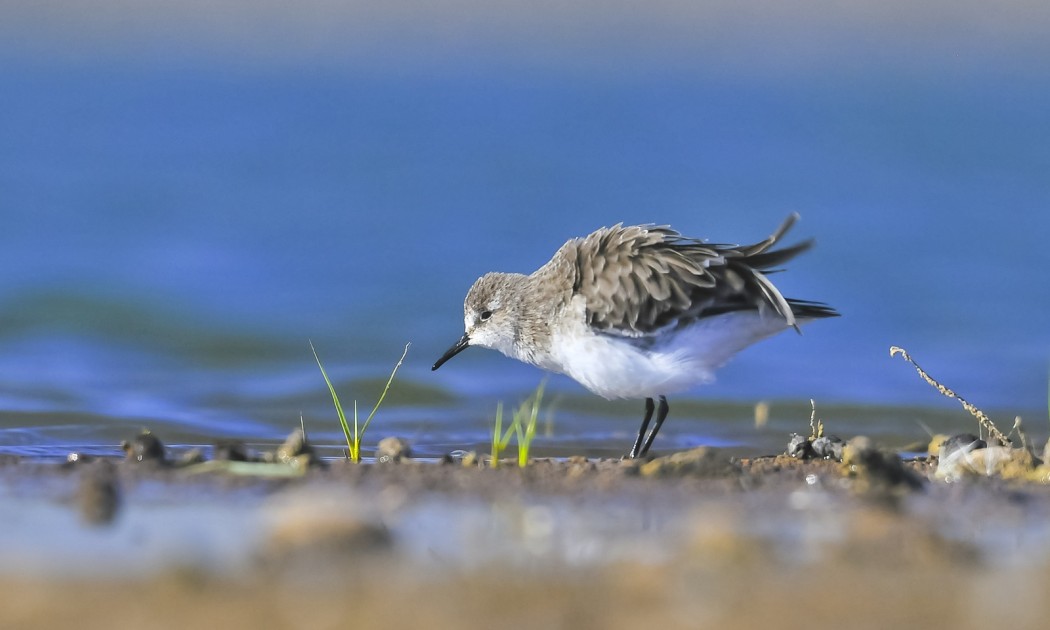 Little Stint