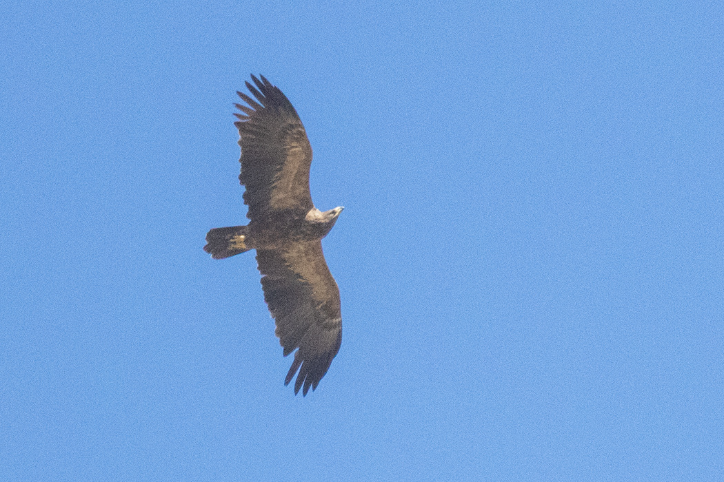 Lesser Spotted Eagle