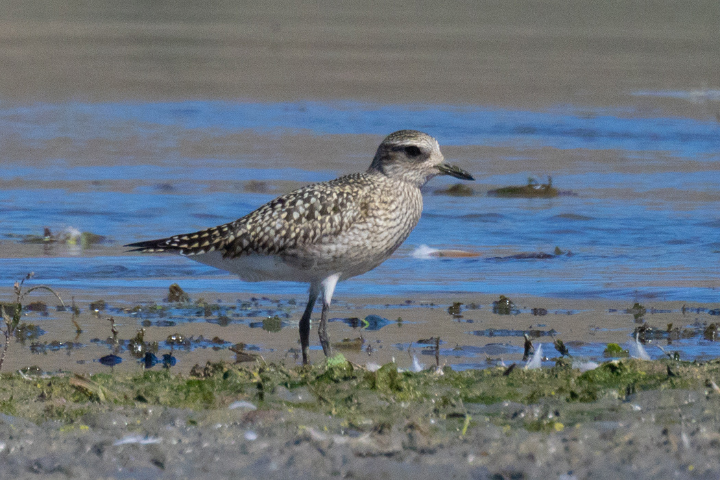 Grey Plover