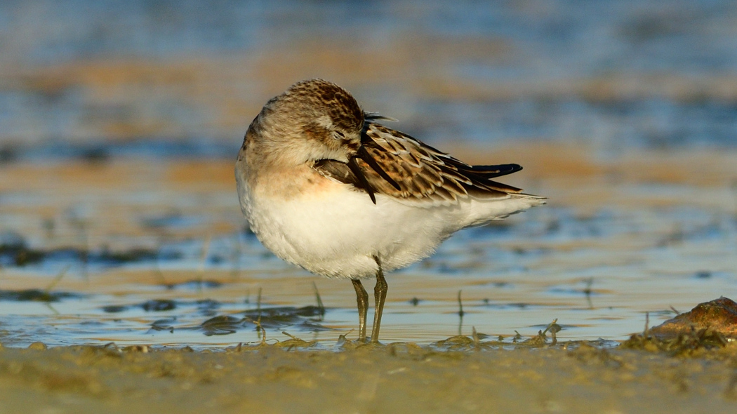 Little Stint