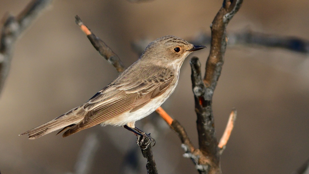 Spotted Flycatcher