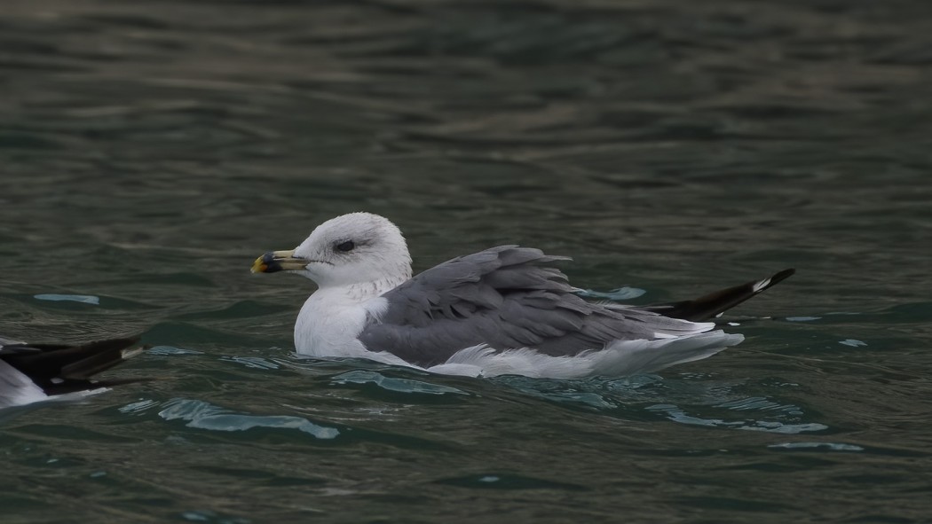 Armenian Gull