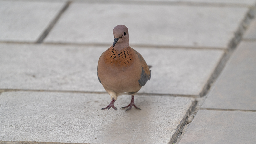 Laughing Dove