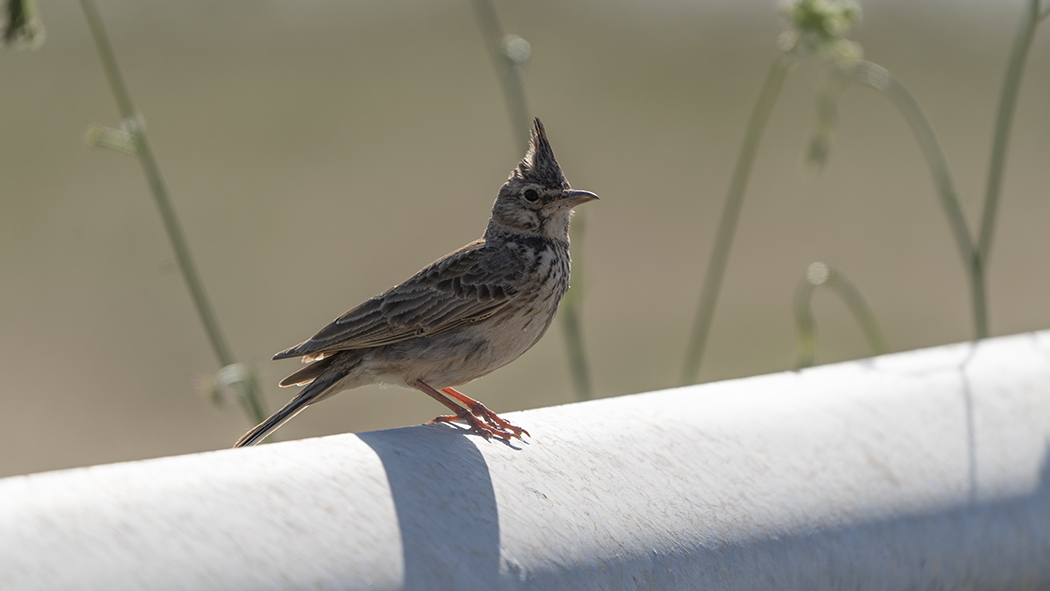 Crested Lark