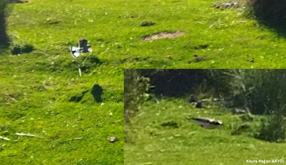 Northern Wheatear