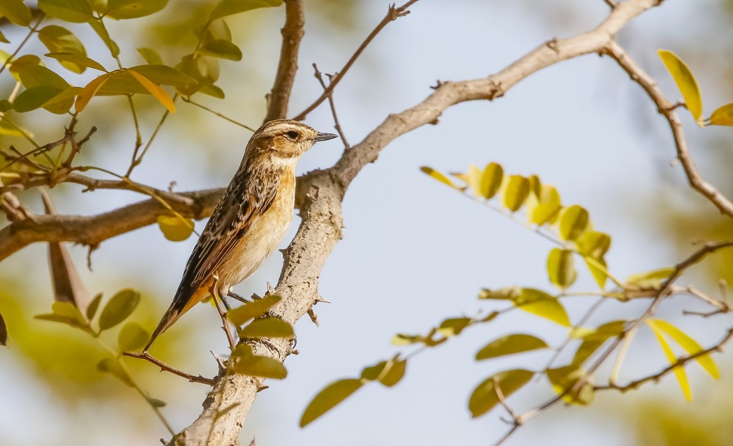 Whinchat