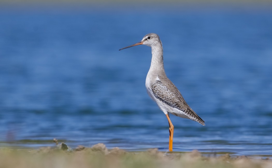 Spotted Redshank