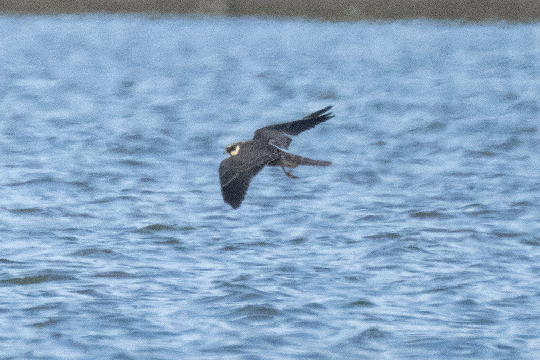Eurasian Hobby