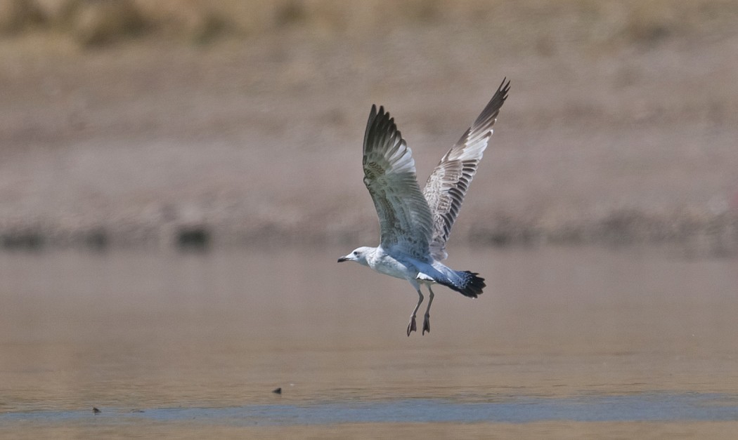 Armenian Gull