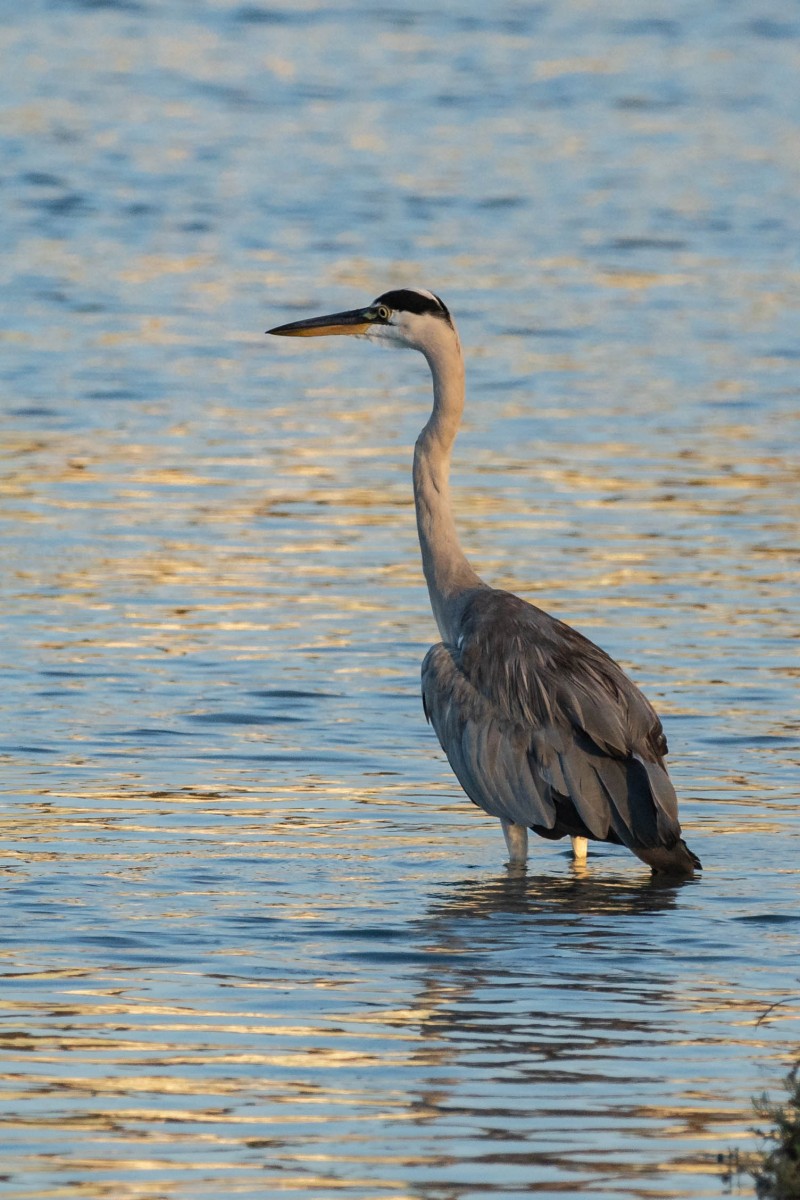 Grey Heron