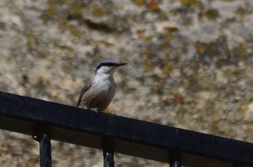 Western Rock Nuthatch