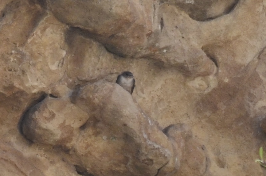 Eurasian Crag Martin
