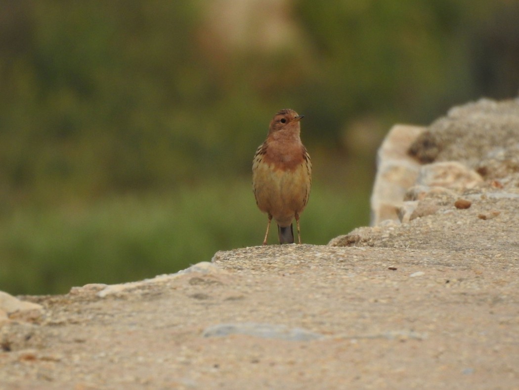 Red-throated Pipit