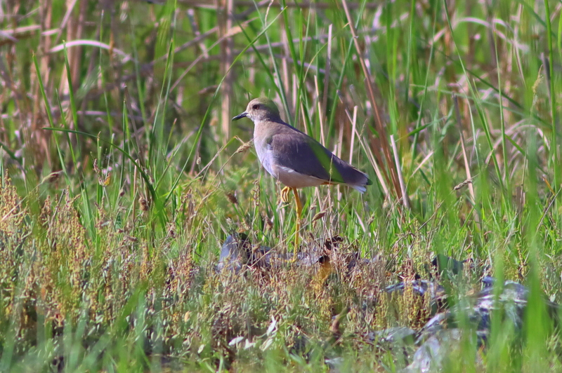 White-tailed Lapwing