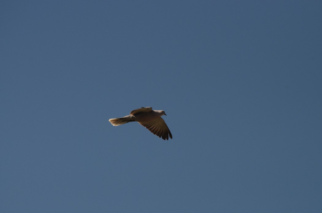 Eurasian Collared Dove