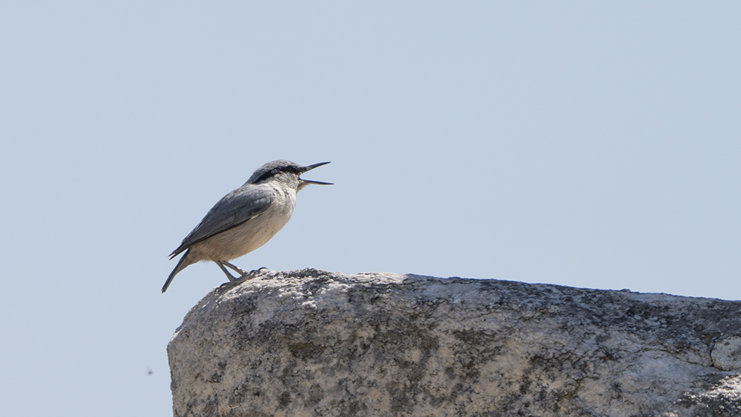 Western Rock Nuthatch