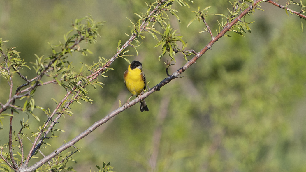 Black-headed Bunting