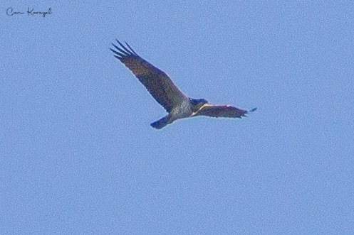 Osprey