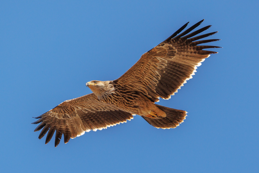 Eastern Imperial Eagle