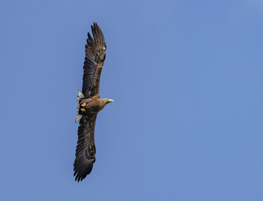 White-tailed Eagle