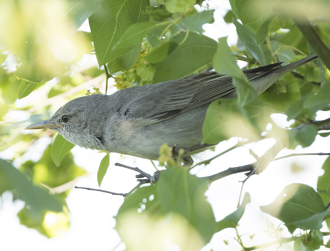 Olive-tree Warbler