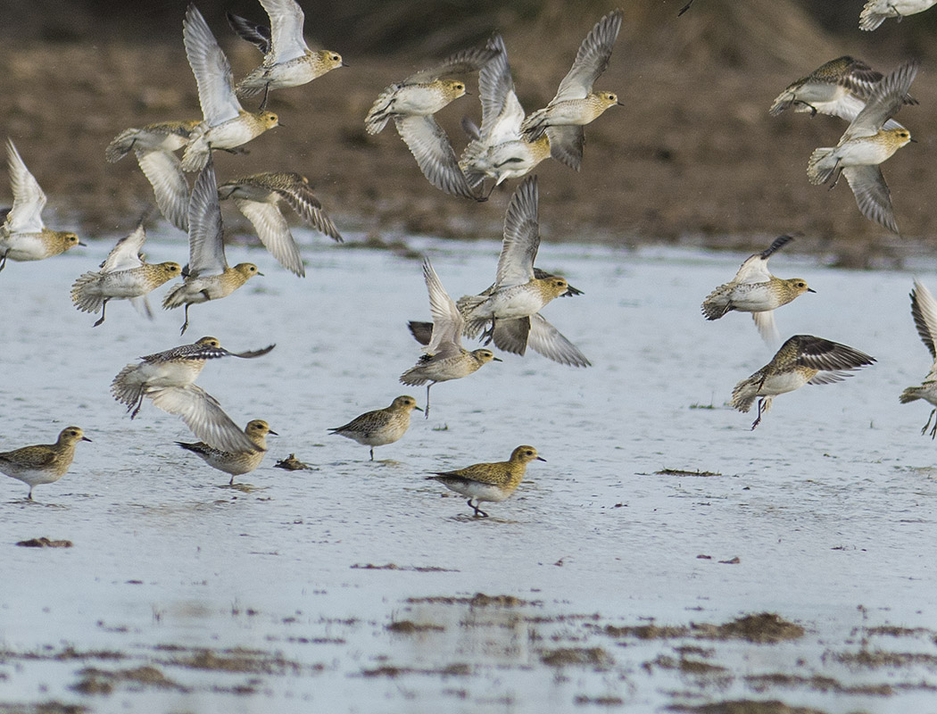 Pacific Golden Plover