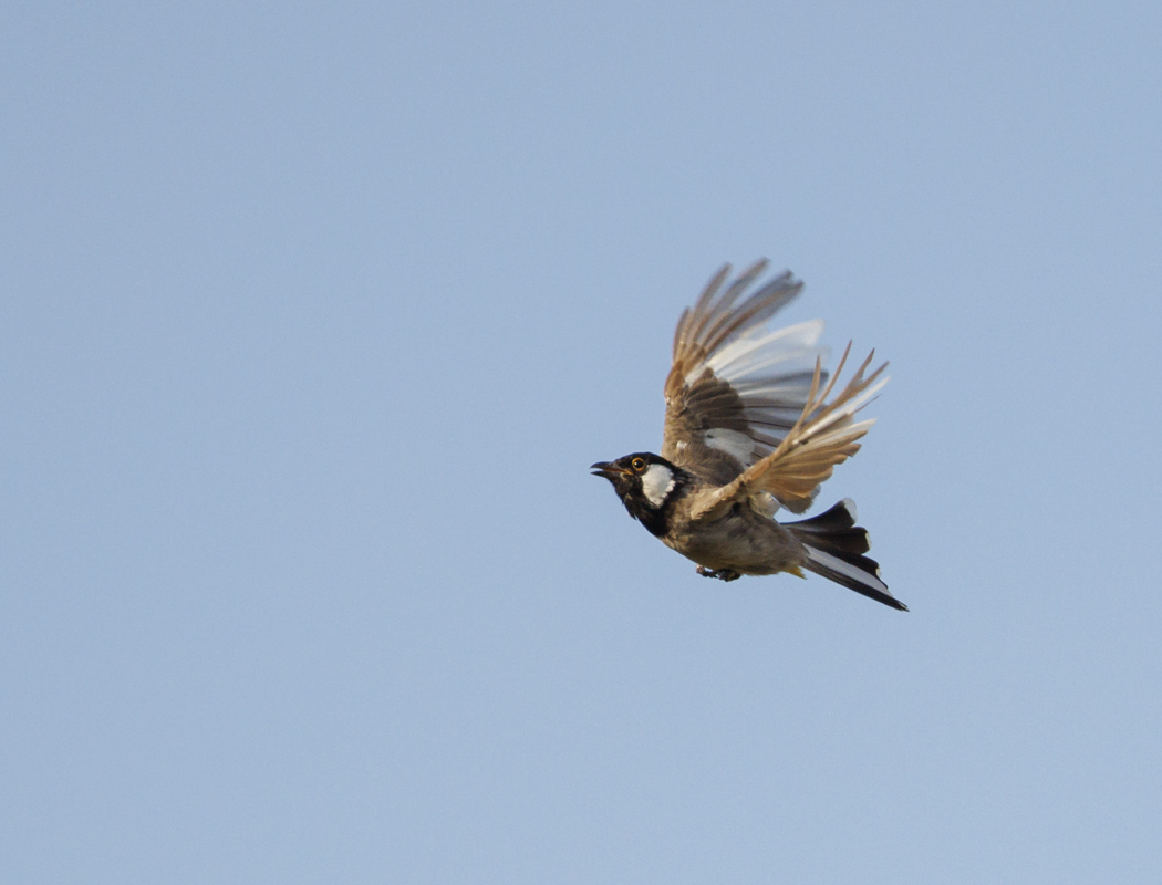 White-eared Bulbul