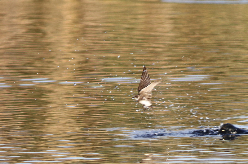 Sand Martin