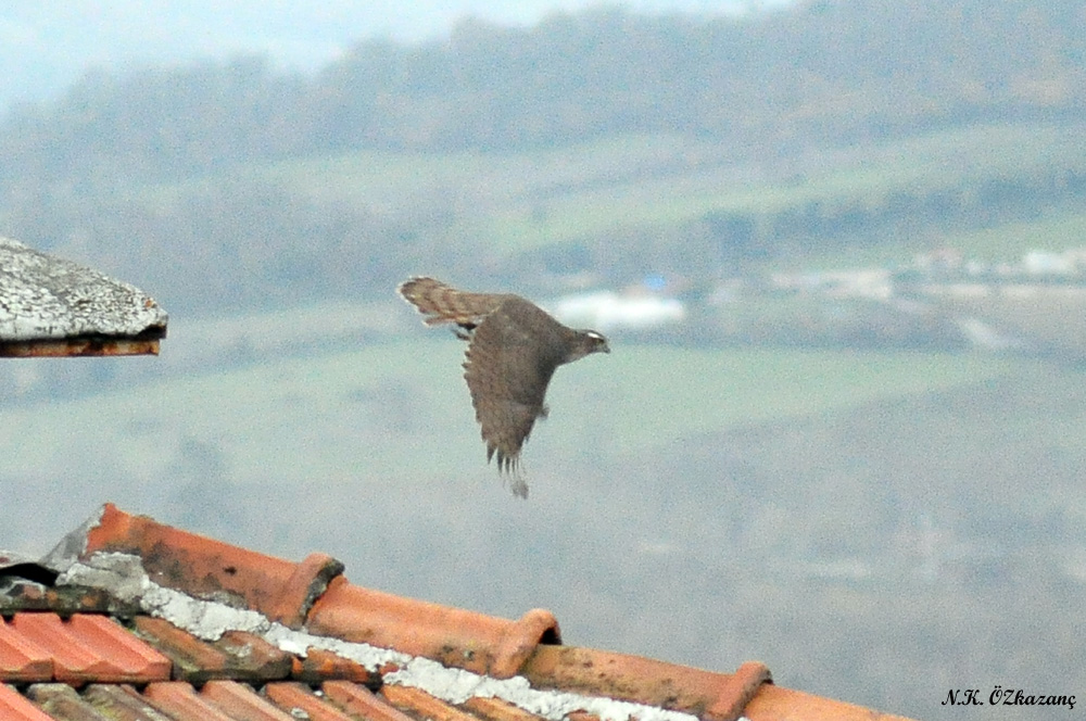 Eurasian Sparrowhawk