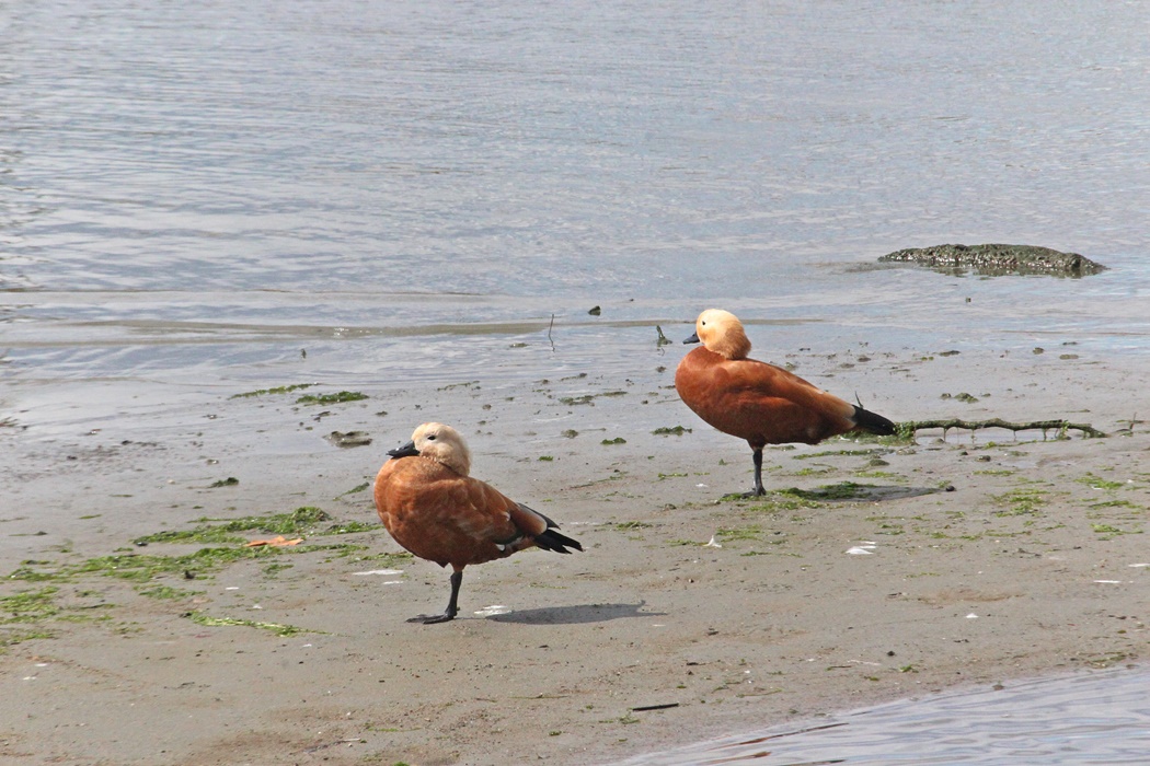 Ruddy Shelduck